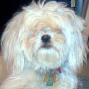 Meet your Posher, Maxwell